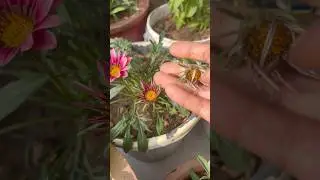 🌱How To Get Maximum Flowers In Gazania 🌼Gazania Plant Care🥰|#homegarding #ytshots #viral_shorts