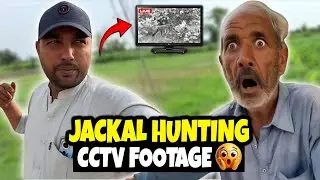Jackal Hunting My Turkey Bird CCTV Footage
