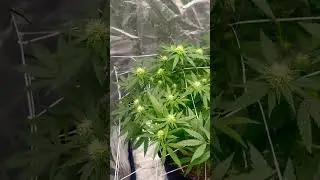Jet fuel Gelato week 4 flower #grow #acinfinity #vivosun #Happy420