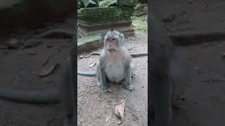 Mona monkey . is free no birth baby. #shorts