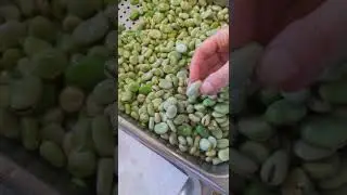Peeling blanched favas the fast way!              #favas #spring #chef