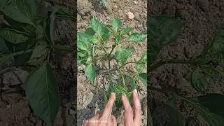 Biberde İ&ccedil; Budama Biberin Tepe s&uuml;rg&uuml;nleri Ta&ccedil; budaması #biberbudama #budama #biber #tarım #tarla