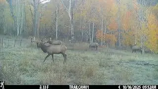 Elk rut part 2 cam 1