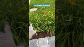 Daylilies are completely edible #gardening #foodforrest #growfood