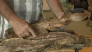 300 year old White Pine is natural art