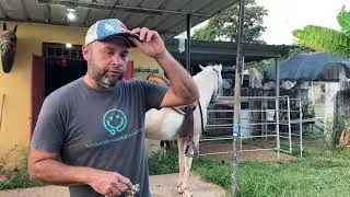 Que hacer si tu #caballo vira la cabeza? #elcaballoyelcaballista