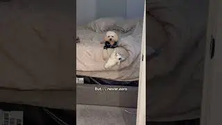 what did lambchop 🐑  do to deserve that&hellip; #dogmom #cavapoo #funny