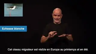 &Eacute;chasse blanche