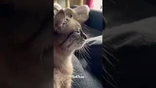#Cat is in #dancing mood| #shorts #viral #techboom  😁😁