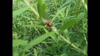 Lady beetles mating