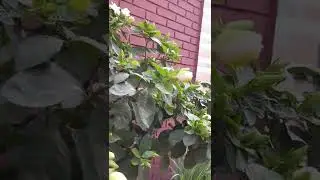 Cape Jasmine plant in front of a building 😱 #shorts #ytshorts #youtubeshorts #capejasmine #flowers