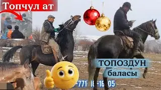 Топчул ат менен Комисар ТОПОЗДУН баласы