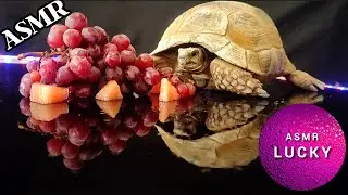 ASMR Mukbang Eating grape 🍇 Turtle Tortoise 27 #asmr #subscribe #like