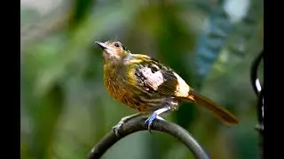Macleay's Honeyeater 馬克利吸蜜鳥