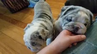 CUTEST PUPPIES IN THE WORLD - SHRINKABULLS