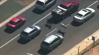 Llama Chase set to Yakety Sax response video