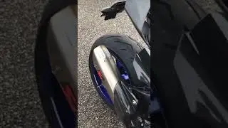 2021 YAMAHA YZF R1 AKRAPOVIČ Exhaust Sound | Exhaust Revs, Exhaust Flames, Top Speed (On Board)