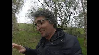 Growing native Irish Oak you need light! Ireland Wicklow