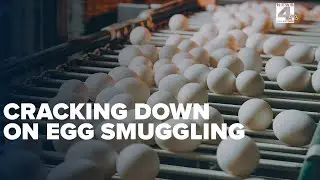 Cracking Down: CBP shells out warnings for egg smugglers