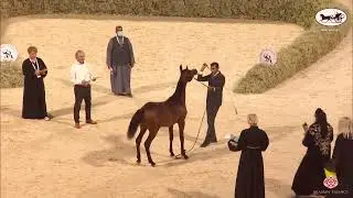 N50 MD MESSINA - UBAYYAH International Festival 2022 - Yearling Fillies (Class 1C)