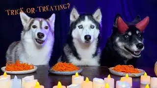 Самые жуткие лакомства для собак на Хэллоуин! Хаски и кошки пробуют странную  еду