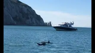 Dolphins in Alum Bay