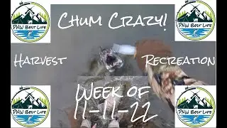 Insane Chum Fishing! Is Coho over? Coastal steelhead update - PNW Harvest Recreation Nov 11, 2022