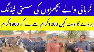 قربانی بچھڑوں کا تیز ترین وزن بڑھانے کا طریقہ 1200_1900g ویٹ گین