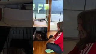 Intro to crate training #puppytraining #puppy 