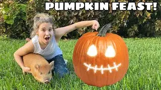 FEEDING MY BABY PIG A MASSIVE PUMPKIN! WILL HE LIKE IT?!