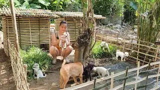 HOW TO BUILD BAMBOO HOUSE FOR DOG 2021 | L&yacute; Thị Ca - Ep.66