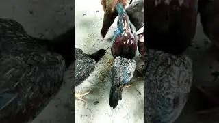 The Raising chickens naturally#Short video animals
