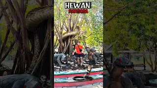 Apa❗Dikepung Hewan Raksasaa❗Begini Cara Buatnya❗
