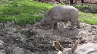 Toronto Zoo Indian Rhino Calf Has a Name!