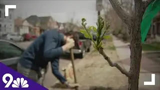 Volunteers helping combat climate change in Denver by planting trees