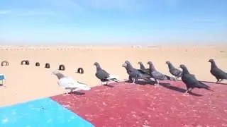Good flying pigeon || Raising pigeons in captivity || আবদ্ধ অবস্থায় কবুতর পালন,badsha bhai official