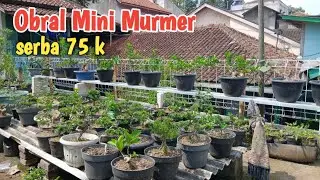 OBRAL MINI MURMER SERBA 75K