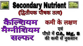 पौधों में Calcium,Magnecium एवं Sulphur की कमी कें लक्षण क्या हैं। Deficiency Symptoms of Ca,Mg,S