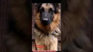Proven male gsd stud service, dindigul, karur