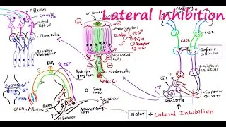Lateral Inhibition in nervous system