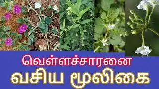 மிளகு சாரணை வெள்ளை சாரணை மூக்கரட்டை மகாசக்தி சாரணை சீமை மூக்கிரட்டை  வெள்ளைச் சாறு வேளை மிளகு அரணை