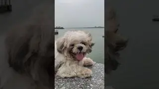 A quiet animal in a quiet place #animals #dog #shorts