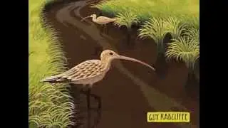 Curlew Wading In A Stream In Siberia