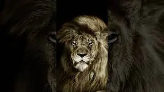 [Video] Lion king
