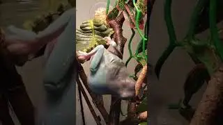 Credit: @madam.elizabeth on Tiktok #frogs #frogsoftiktok #frogvideo #wholesome