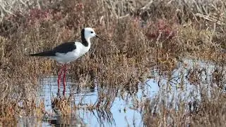 QuickBird: Pied Stilt