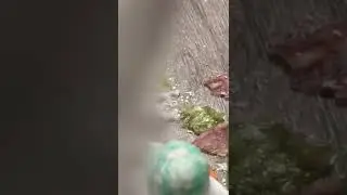 bio bubble video