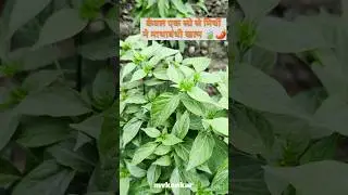 new techniques of farming #chilli #mirchi #pestcontrol #pesticides #insecticides #farming #nature