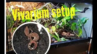 Tropical Vivarium Setup | CAT GECKO