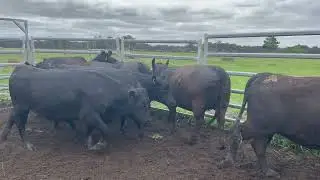 Moses Rock Ecology Trust AI Mated Angus